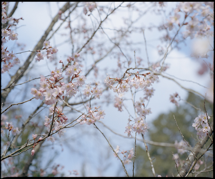 kyoto_blossoms_06_small